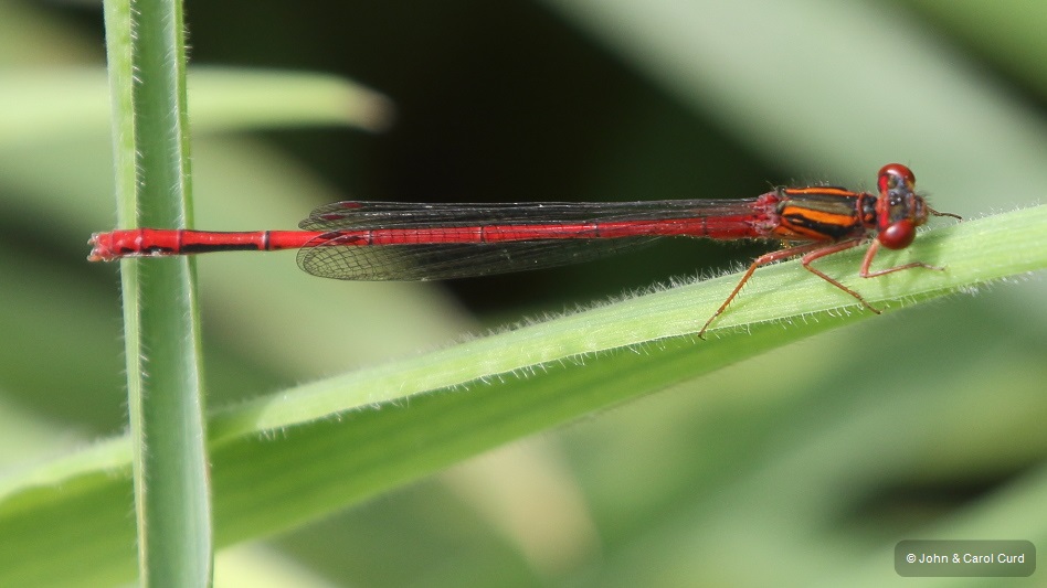 J17_3819 Xanthocnemis zealandica male.JPG